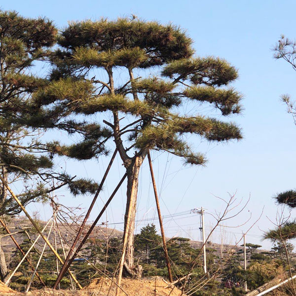 造型松苗木怎樣健康成長(zhǎng)為造型松景觀